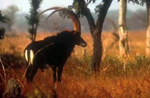 Giant Sable Antelope, an Angolan identity reference